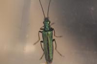 Oedemera nobilis