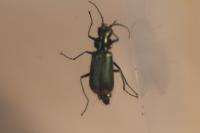 Malachius bipustulatus