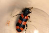 Trichodes alvearius