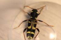 Xylotrechus arvicola