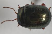 Chrysolina bankii