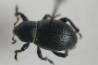 Liparus coronatus
