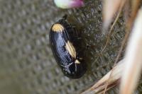 Cryptocephalus moraei