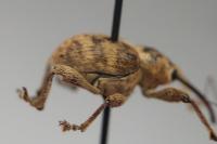 Curculio venosus