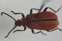 Pyrochroa serraticornis