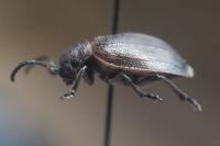Galeruca pomonae