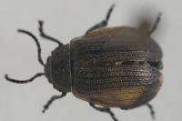 Galeruca pomonae