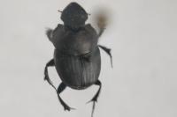 Onthophagus verticicornis