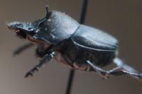 Onthophagus verticicornis