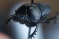 Onthophagus verticicornis