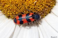 Trichodes alvearius