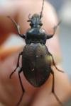 Carabus nemoralis