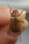 Amphimallon majale