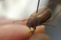 Amphimallon majale