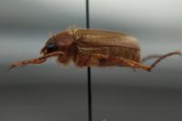Amphimallon majale