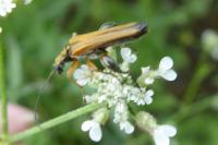 Oedemera podagrariae