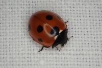 Coccinella septempunctata