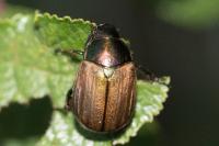 Anomala dubia