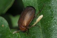 Serica brunnea