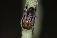 Anisoplia villosa
