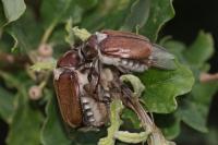 Anoxia villosa