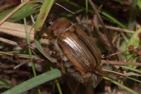 Amphimallon solstitiale