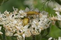 Cteniopus sulphureus