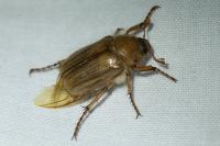 Amphimallon solstitiale