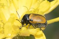 Cryptocephalus rugicollis