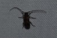 Exocentrus adspersus