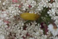 Cteniopus sulphureus