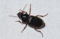 Pseudoophonus rufipes