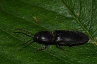 Hemicrepidius hirtus