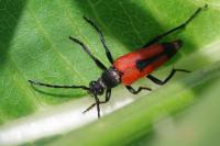 Stictoleptura cordigera
