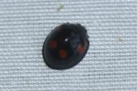 Exochomus quadripustulatus