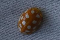 Halyzia sedecimguttata