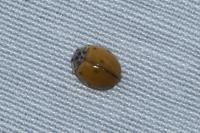 Adalia decempunctata