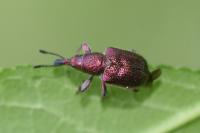 Rhynchites auratus