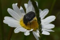 Tropinota hirta