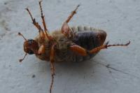 Amphimallon solstitiale