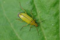 Cteniopus sulphureus