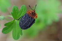 Oiceoptoma thoracicum