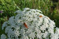 Rhagonycha fulva