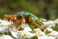 Cerocoma schaefferi