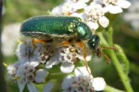 Cerocoma schaefferi
