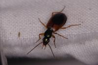 Anchomenus dorsalis