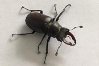 Lucanus cervus