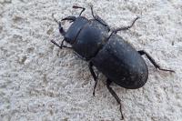Dorcus parallelipipedus