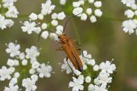 Oedemera podagrariae