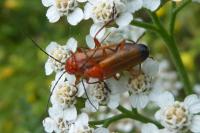 Rhagonycha fulva